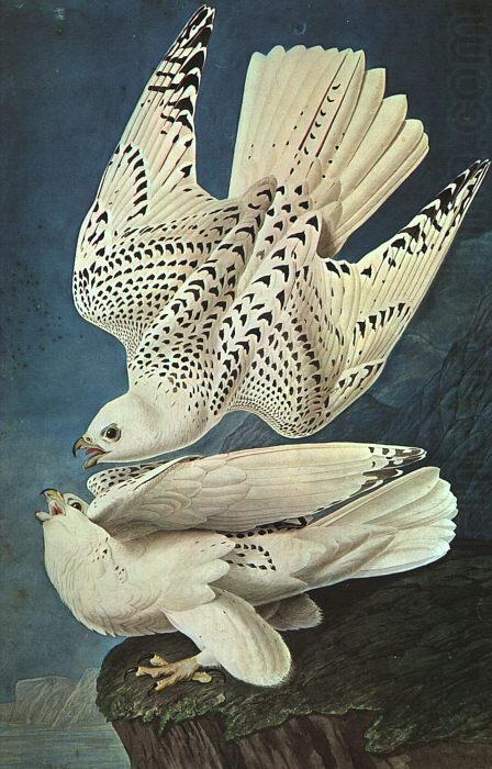 White Gerfalcons, John James Audubon